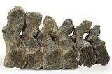 Articulated Hadrosaur (Maiasaura) Caudal Vertebrae - Montana #227424-1